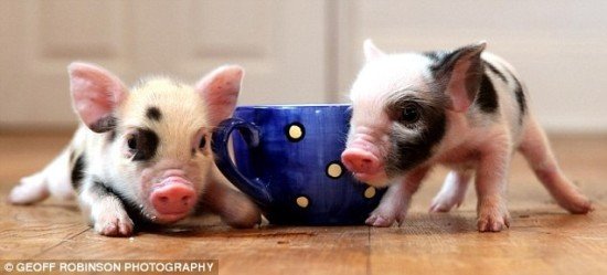 Ӣ��Ů���I���ٌ����i �Bһ���ɴ���i(�D)