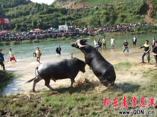 ��ɽ��ţ���� �Ä����I(l��ng)�����늻ؼң��D��