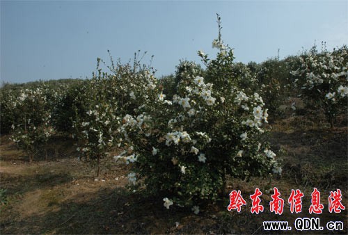 �ߣ�����ƽ�^�p��(j��ng)���_(k��i)�ŵ��Ͳ軨ȥ(�D)