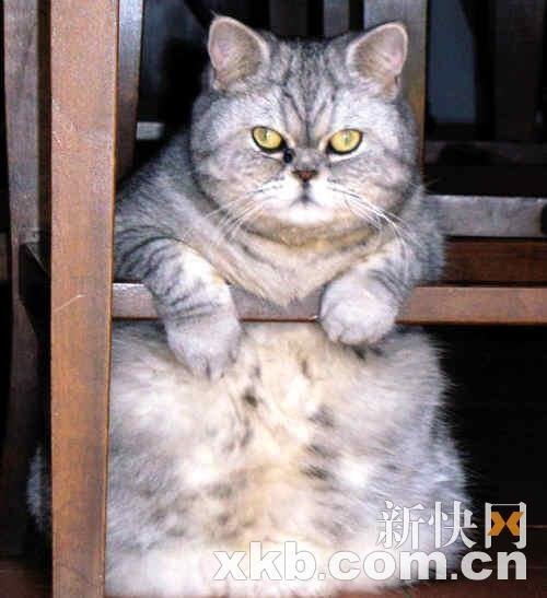 ��������ɐ۷�؈���Ƽӷ�؈ ������ϴ��(�D)