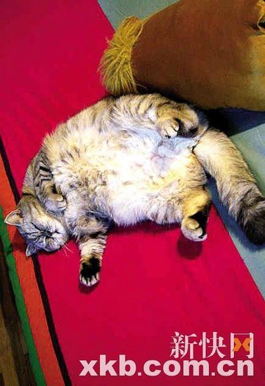 ��������ɐ۷�؈���Ƽӷ�؈ ������ϴ��(�D)