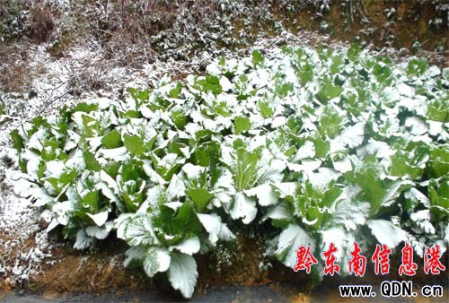 �������u �����׈���ѩ���Rǭ�|��(�D)