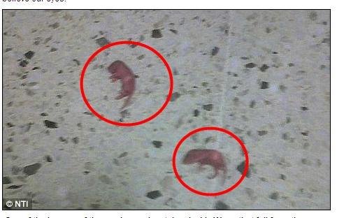 Ӣ��һ�DŮ�����I��Ƭ ����������ʮ����(�D)