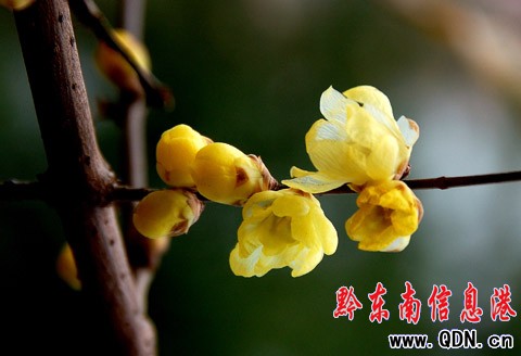 �P���׈�(ch��ng)��ѩ�^(gu��)�� ӭ��(l��i)���@�D÷���_���D��