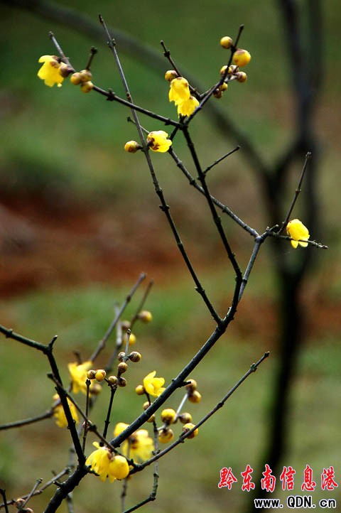 �P���׈�(ch��ng)��ѩ�^(gu��)�� ӭ��(l��i)���@�D÷���_���D��