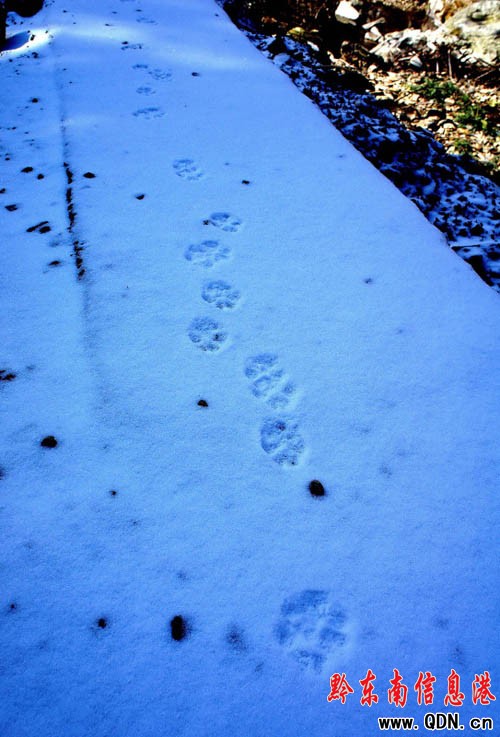 �׹�ɽ��һ����ѩ���º� ɽ��С���F���FӰ��