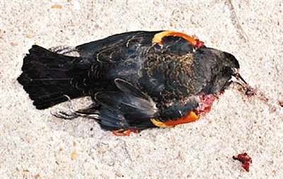 ����2000���Z�x�手���� ԭ���ʬ�z��_��(�D)