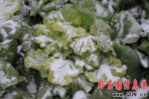 ������� ǭ�|�����r�����ܞģ��D��