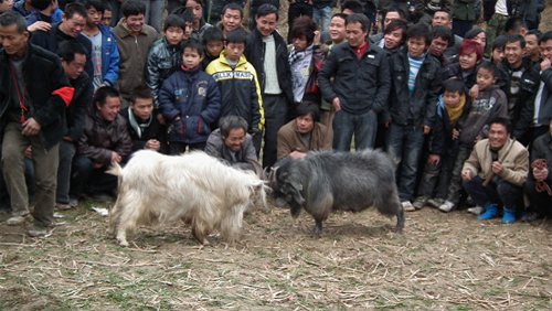 �Ž�������ţ��ܡ������˷��οͣ��D��