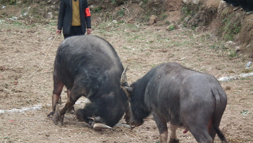 �Ž�������ţ��ܡ������˷��οͣ��D��