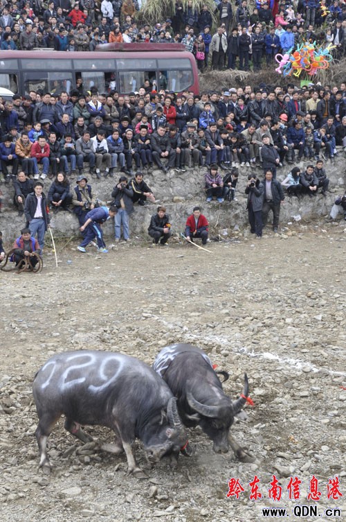 ���U���������g �Ͷ��Ʉ�ؓ�P�I���D��