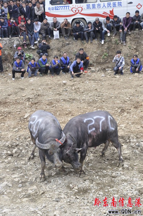 ���U���������g �Ͷ��Ʉ�ؓ�P�I���D��