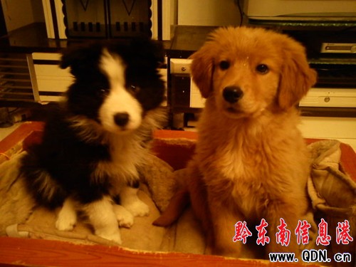 ��ֻ���´��С���G�� ���ˑ��p1000Ԫ����(�D)