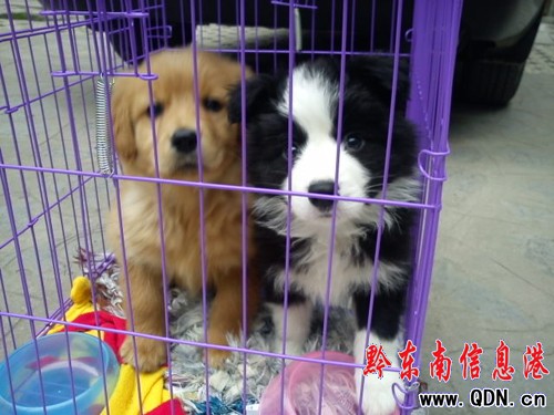 ��ֻ���´��С���G�� ���ˑ��p1000Ԫ����(�D)