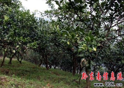 ��կ���ŻҸ����� �r����֦æ���D��