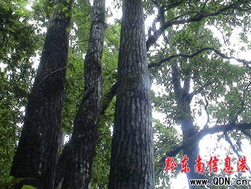 ���Ӱ���ԭʼ��~��ɭ�ֹ��@���M�D��