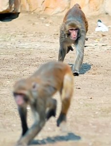 ��Ⱥ�l��ȼ��� ���깫���s�ߺ���ռ��������