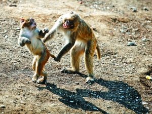 ��Ⱥ�l��ȼ��� ���깫���s�ߺ���ռ��������