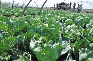 ɽ�|���Ĳ˃r�����8���Xһ�� ���r(n��ng)�^���Ԛ�