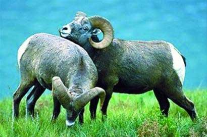 ���ִ������ֻ��ĸ����F�������О�r�ŕ��c֮������