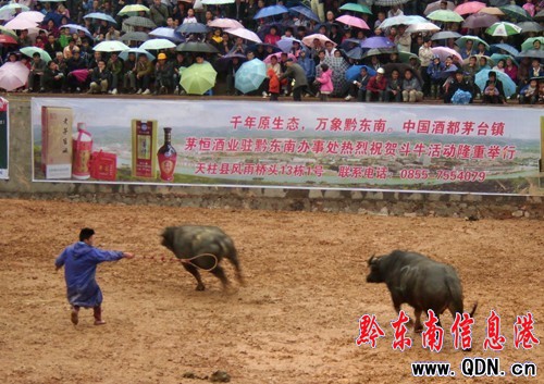 ��һ������ ��ţ���Խo�㾫�ʣ��D��