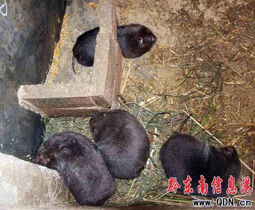 ���l���c���󡱹��� Ȧ�BҰ�����󣨈D��