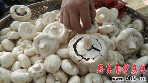 ����͢�Nֲ�p���㹽���գ��D��