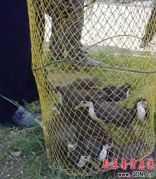 ���ӣ�14ֻ���F���ؿ����BҰ��������D��