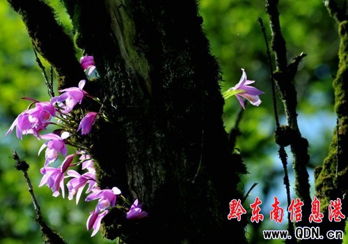 �׹�ɽ���滨�_�� �������G���D��