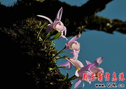 �׹�ɽ���滨�_�� �������G���D��