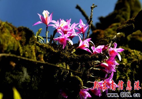 �׹�ɽ���滨�_�� �������G���D��