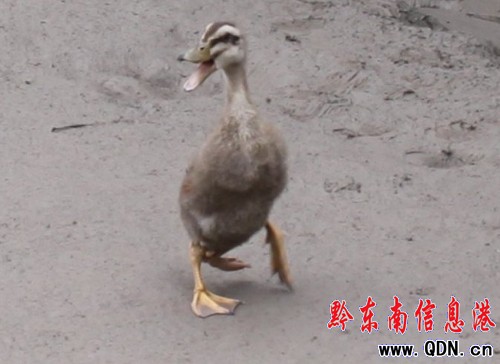 ����hһ�B(y��ng)����(ch��ng)�@�F(xi��n)һֻ�����_�������D��