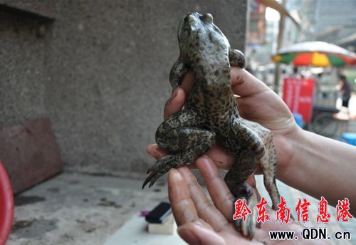 һֻ���һ���� ��ֻ�۾���l�ȣ��D��