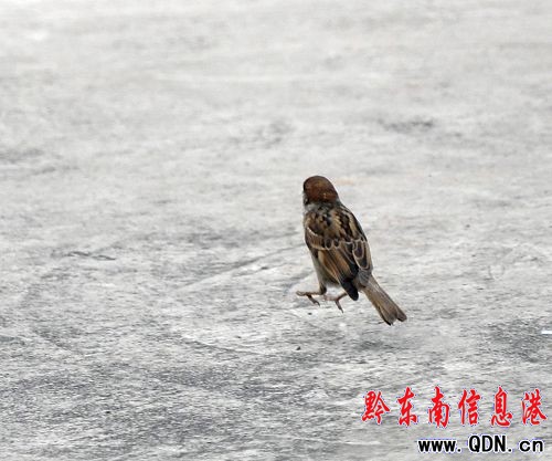 ���eҒʳ 悶����� �@ֻ�B�������ˣ��D��