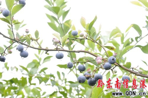 ���M�{ݮ�����w�ԭ���B�l���L�⣨�D��