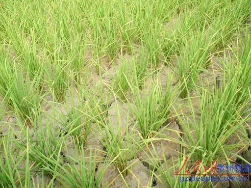 �\���~��患�������� �����ܞģ��D��