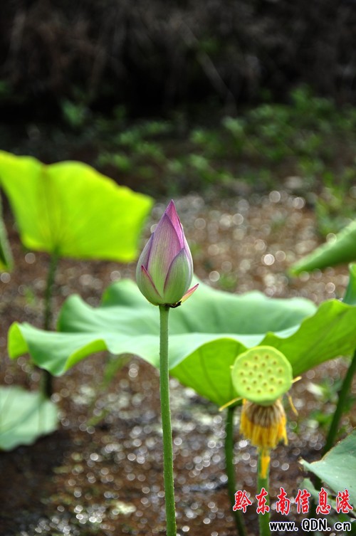 ǭ�|�ϰ�����ˇ������P���гǽ����L���M�D��