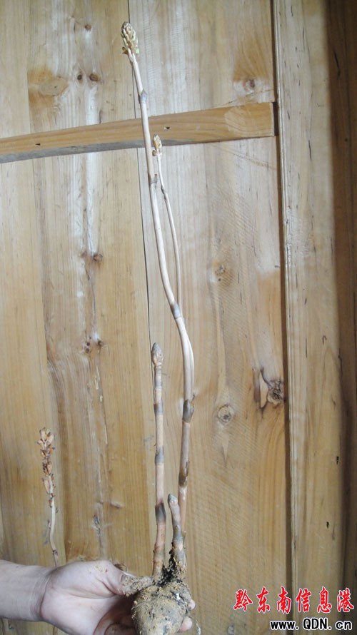 �׹�ɽ��Ғ�������� ����һ���@���F���D��