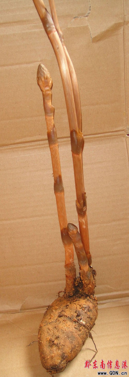 �׹�ɽ��Ғ�������� ����һ���@���F���D��