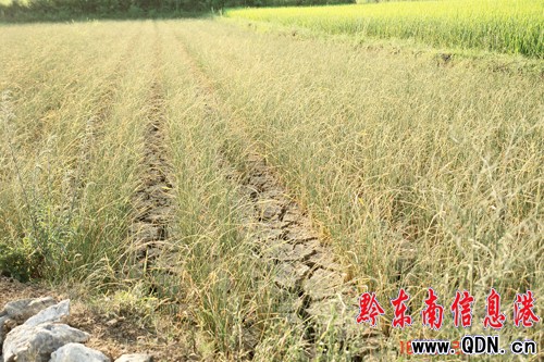 �_���ܸߜ����Ӱ푺�����أ��M�D��