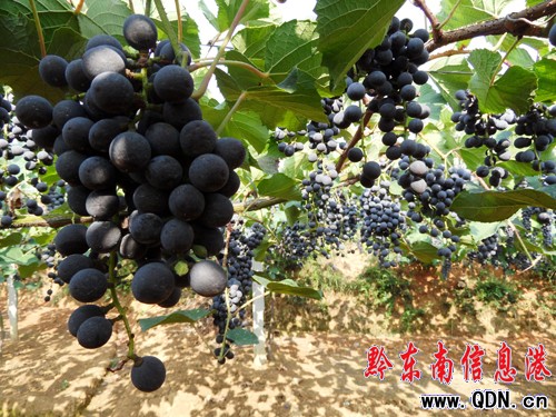 ʩ����480������ϲ�@�S�գ��D��