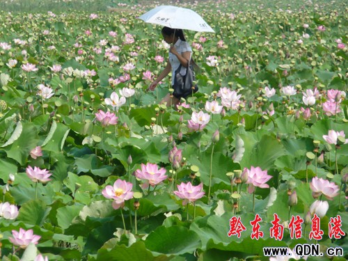 �P����Ϫ���ɻ��_�����G�r���M�D��