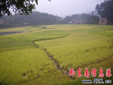 ��ɽ�e�Oָ�������r(n��ng)�񿹺��ȞĴ_���Zʳ���p��