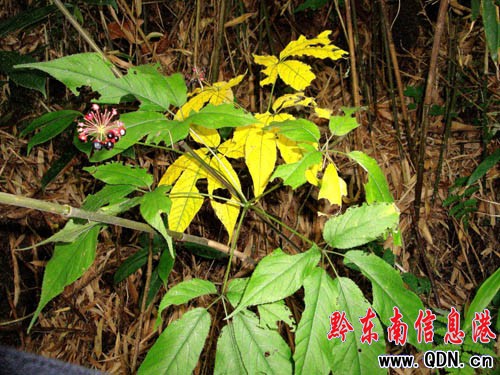 �׹�ɽ�ϣ�ԭʼɭ���� �ڳ�Ұɽ����(�M�D)