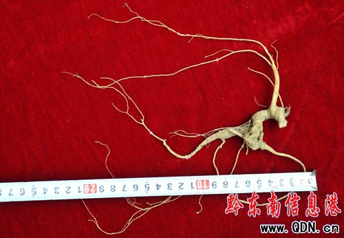 �׹�ɽ�ϣ�ԭʼɭ���� �ڳ�Ұɽ����(�M�D)