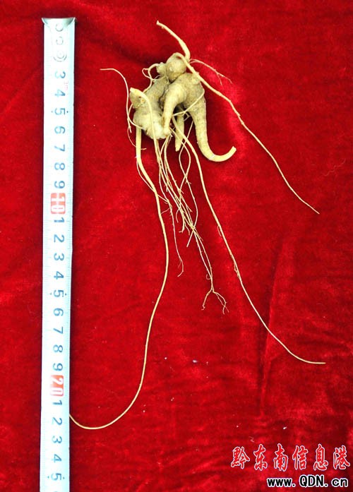 �׹�ɽ�ϣ�ԭʼɭ���� �ڳ�Ұɽ����(�M�D)