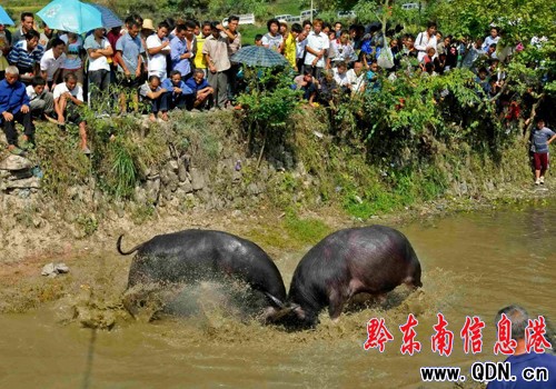 ��կ�����ҵĺ��ж�ţ���M�D��