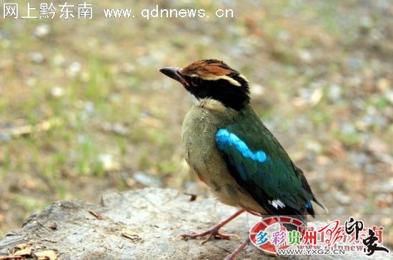 �׹�ɽ�l(f��)�F(xi��n)��(gu��)�Ң�(j��)���o(h��)�B�---�{(l��n)���ɫ��