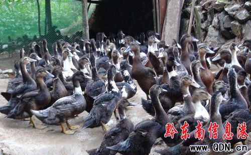 ��������֧������l��Ⱥ���lչ�Bֳ����·