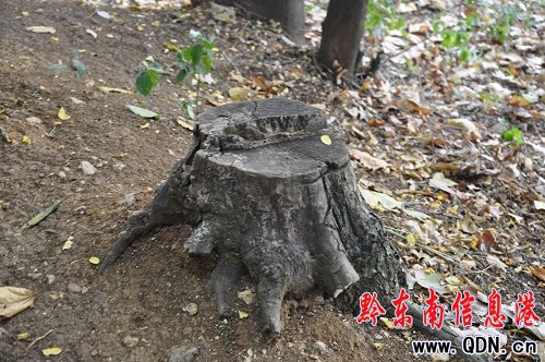 ���w���@�����M�� ��ľ�⿳����֦���D��